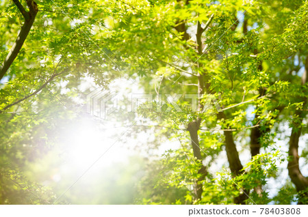 Eco image fresh green refreshing Eco image fresh green refreshing 78403808