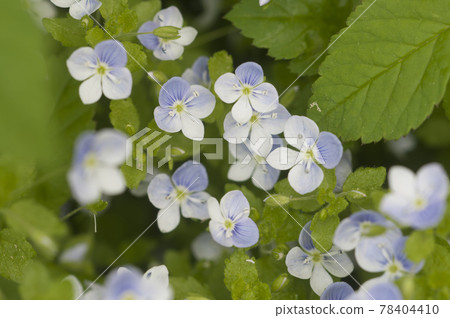 Veronica filiformis flowers in spring 78404410