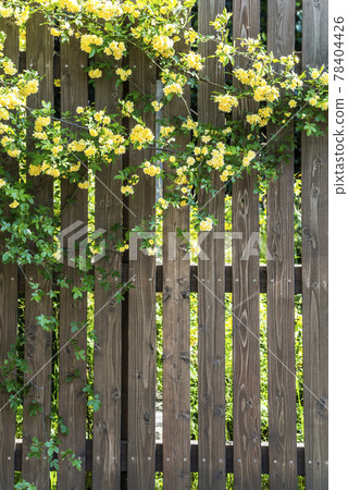 班克斯夫人的玫瑰纏繞在柵欄上 班克斯夫人的玫瑰纏繞在柵欄上 78404426