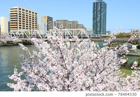 223 series rapid train running near Sakuranomiya station where cherry blossoms bloom 78404530