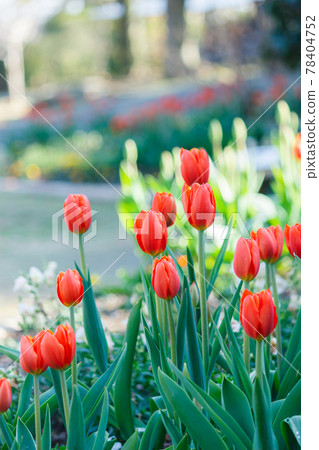 Scarlet tulip Scarlet tulip 78404752