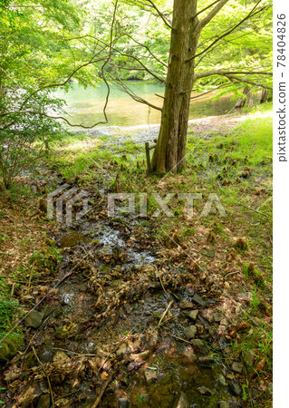 Bald cypress and its roots standing on the shore of Moushi Oike in Sanda City, Hyogo Prefecture 78404826