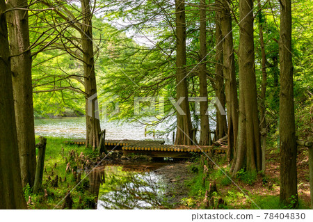 Bald cypress and its roots standing on the shore of Moushi Oike in Sanda City, Hyogo Prefecture 78404830