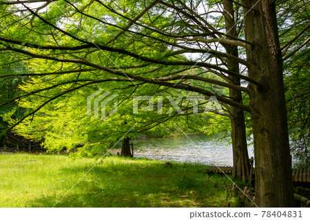 Bald cypress and its roots standing on the shore of Moushi Oike in Sanda City, Hyogo Prefecture 78404831
