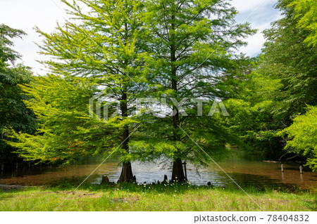 Bald cypress and its roots standing on the shore of Moushi Oike in Sanda City, Hyogo Prefecture 78404832