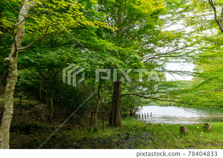 Bald cypress and its roots standing on the shore of Moushi Oike in Sanda City, Hyogo Prefecture Bald cypress and its roots standing on the shore of Moushi Oike in Sanda City, Hyogo Prefecture 78404833
