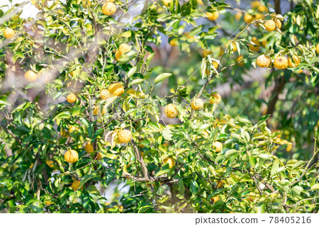 Yuzu fruit cultivation 78405216