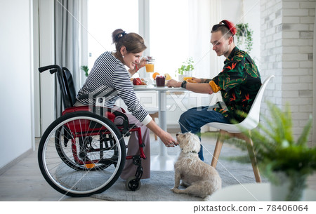 Disabled mature woman in wheelchair sitting at the table with a son and dog indoors at home, eating. 78406064