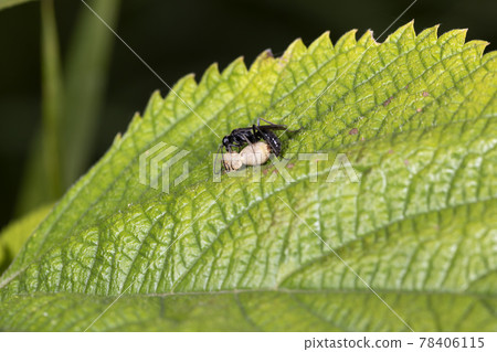 Kotogeashi蜘蛛蜂 78406115