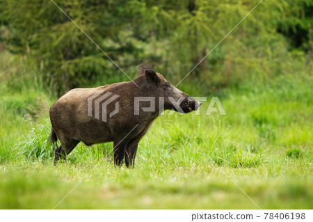 Adult wild boar with big snout standing in tranquil green forest Adult wild boar with big snout standing in tranquil green forest 78406198