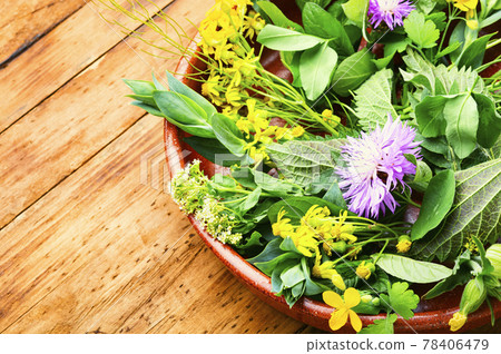 Natural medicine,fresh plants,healing herbs Natural medicine,fresh plants,healing herbs 78406479