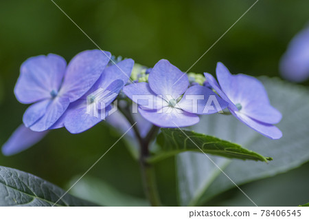 Light blue hydrangea light green and hydrangea blue hydrangea hydrangea 78406545