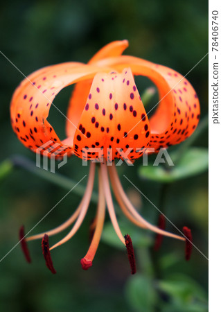Single spotted lily flower on a blurred background, close-up 78406740
