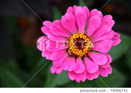 One large pink zinnia flower on a blurred background, close-up. Beautiful bright flower with pink petals. One large pink zinnia flower on a blurred background, close-up. Beautiful bright flower with pink petals. 78406741