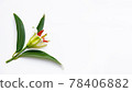 white lily bud with green leaves Copyspace for your text 78406882