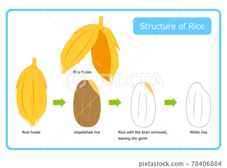 英文版水稻結構圖稻殼糙米胚芽米白米糠層橫截面圖解矢量圖 78406884