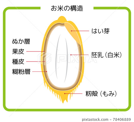 Japanese version of rice structure rice husk brown rice germ rice white rice bran layer cross section illustration vector Japanese version of rice structure rice husk brown rice germ rice white rice bran layer cross section illustration vector 78406889