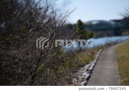從岐阜縣笠松港公園看到的風景 從岐阜縣笠松港公園看到的風景 78407245
