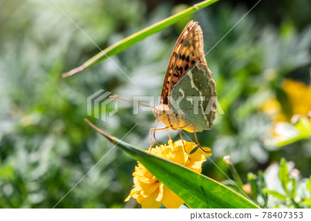 Butterfly Vanessa cardui sits on a yellow flower and drinks nectar with its proboscis. Painted lady butterfly. Butterfly Vanessa cardui sits on a yellow flower and drinks nectar with its proboscis. Painted lady butterfly. 78407353
