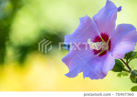 White flowers of Hibiscus grandiflorus, the swamp rosemallow. White flowers of Hibiscus grandiflorus, the swamp rosemallow. 78407360