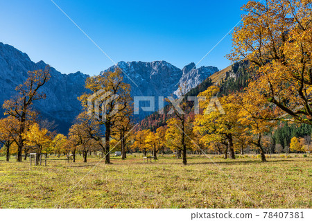 maple trees at Ahornboden, Karwendel mountains, Tyrol, Austria maple trees at Ahornboden, Karwendel mountains, Tyrol, Austria 78407381