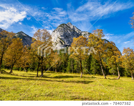 maple trees at Ahornboden, Karwendel mountains, Tyrol, Austria 78407382