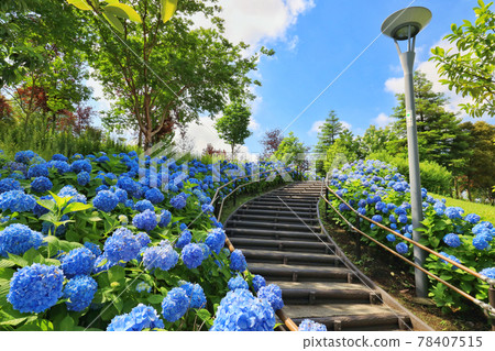 Odaiba Symbolic Promenade Park Hydrangea 78407515