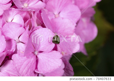 Marukomushi Marukomushi 78407633