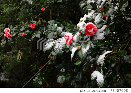 雪山茶花 雪山茶花 78407698