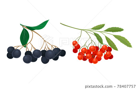 Black and Red Currant Branch with Berries and Green Fibrous Leaves Vector Set 78407757