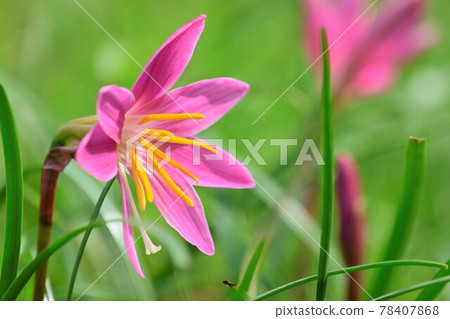 綻放美麗粉紅色花朵的粉紅色雨百合 78407868