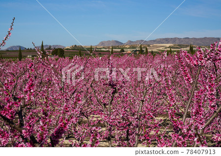 Peach blossom in Cieza, Mirador El Horno in the Murcia region in Spain Peach blossom in Cieza, Mirador El Horno in the Murcia region in Spain 78407913
