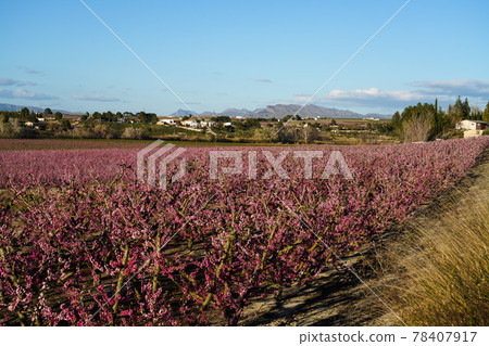 Peach blossom in Cieza La Torre in the Murcia region in Spain 78407917