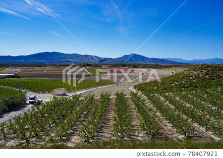 Peach blossom in Cieza, Mirador de Macetua in the Murcia region in Spain 78407921