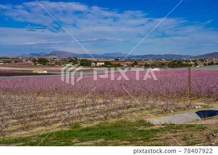 Peach blossom in Cieza, Soto de la Zarzuela in the Murcia region in Spain 78407922