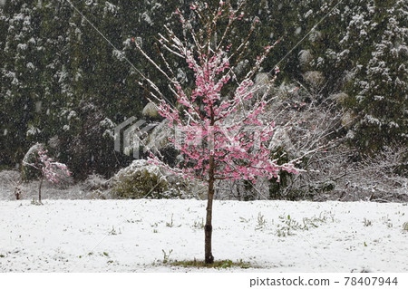 Snow cherry tree Snow cherry tree 78407944