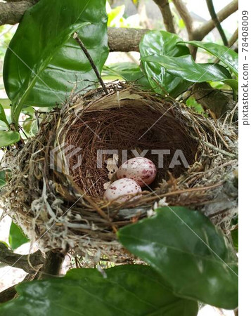 Wild bird nests and eggs 78408009