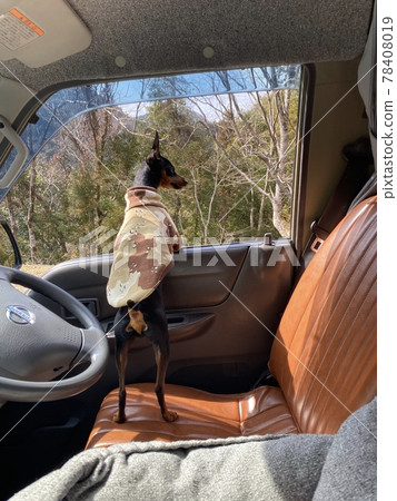 Dog looking out from the car Dog looking out from the car 78408019