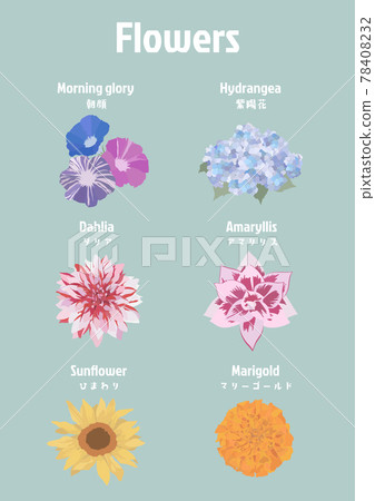 Flower material Sunflower Hydrangea Morning glory Amaryllis Marigold Dahlia 78408232