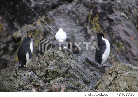 Iwatobi penguins of the Falkland Islands 78408736