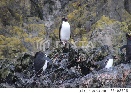 Iwatobi penguins of the Falkland Islands Iwatobi penguins of the Falkland Islands 78408738