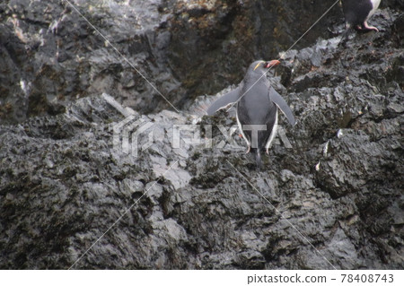 Iwatobi penguins of the Falkland Islands Iwatobi penguins of the Falkland Islands 78408743