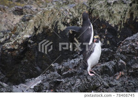 Iwatobi penguins of the Falkland Islands Iwatobi penguins of the Falkland Islands 78408745