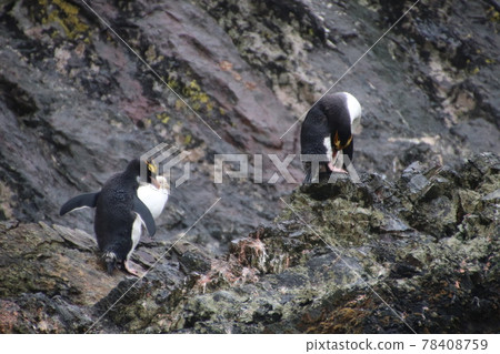 Macaroni Penguins in the Falkland Islands 78408759