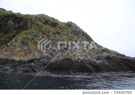 Macaroni Penguins in the Falkland Islands Macaroni Penguins in the Falkland Islands 78408760