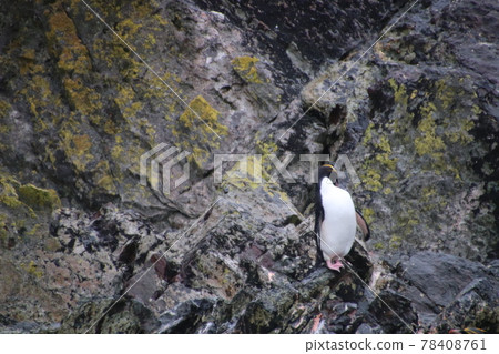 Macaroni Penguins in the Falkland Islands 78408761
