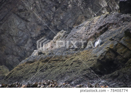 Macaroni Penguins in the Falkland Islands 78408774