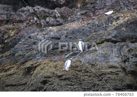 Macaroni Penguins in the Falkland Islands 78408783