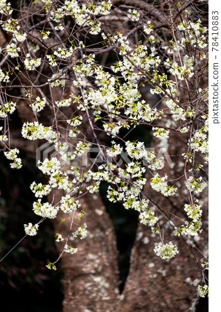 Yellow wild himalayan cherry blooming on branch with dark forest background. 78410883