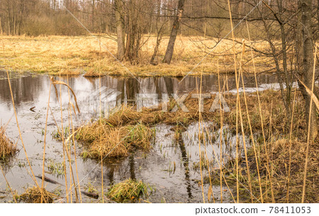 Frozen swamp with dry grass and melted ice water in early spring Frozen swamp with dry grass and melted ice water in early spring 78411053